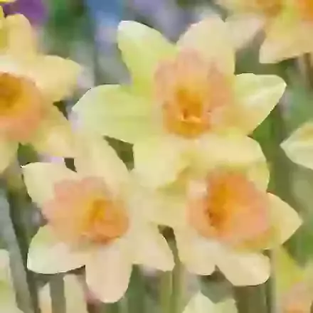 Jonquilla Narcissi